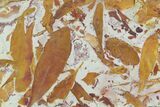 Fossil Seed Fern (Glossopteris) Plate - Australia #129619-1